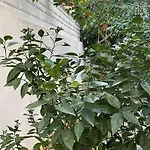 Abc 4* أنطاليا